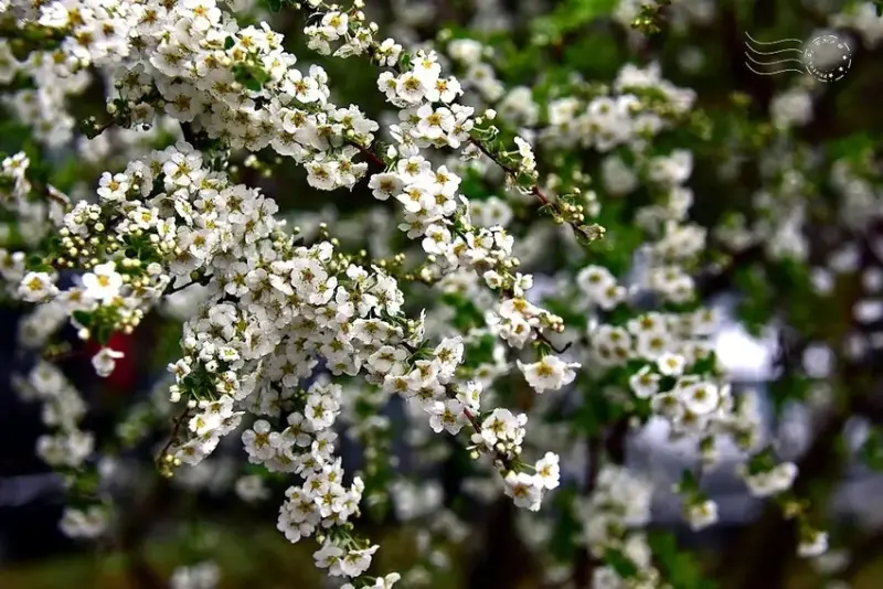 雪霸國家公園:笑靨花