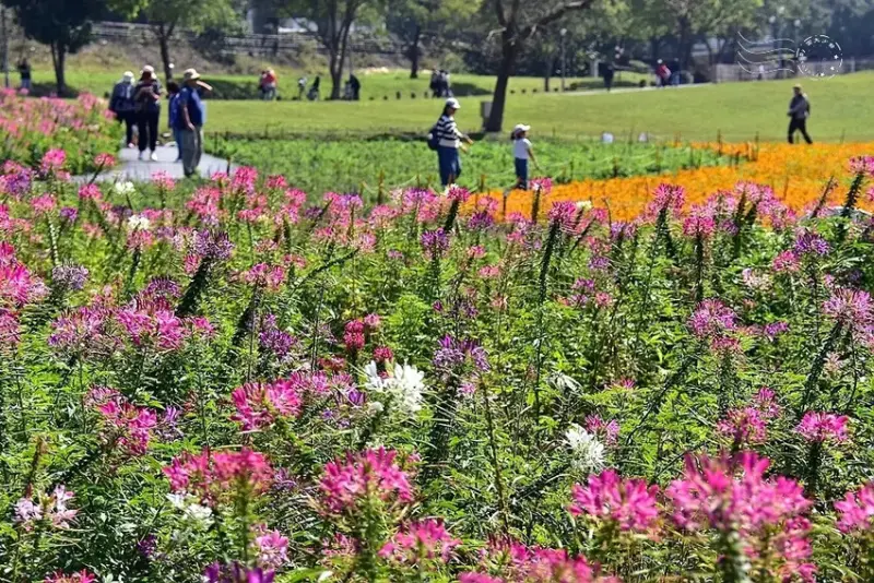 2025古亭河濱公園花海:醉蝶花