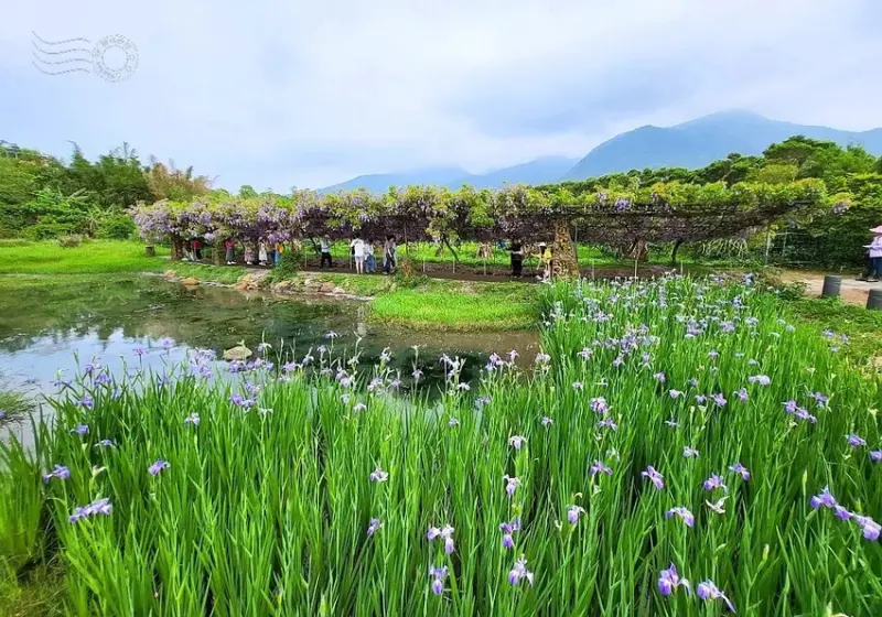 淡水紫藤花園 水池倒影區