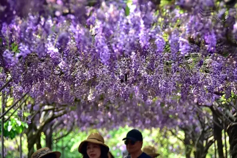淡水紫藤花園 紫藤花
