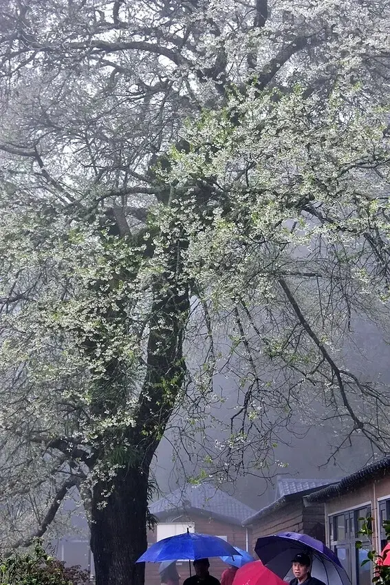 觀霧【霧社櫻王】