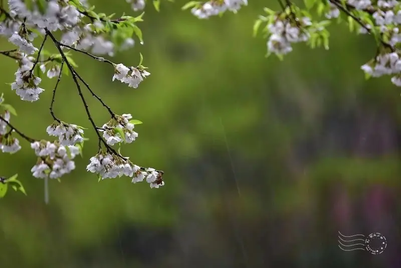 觀霧【霧社櫻王】