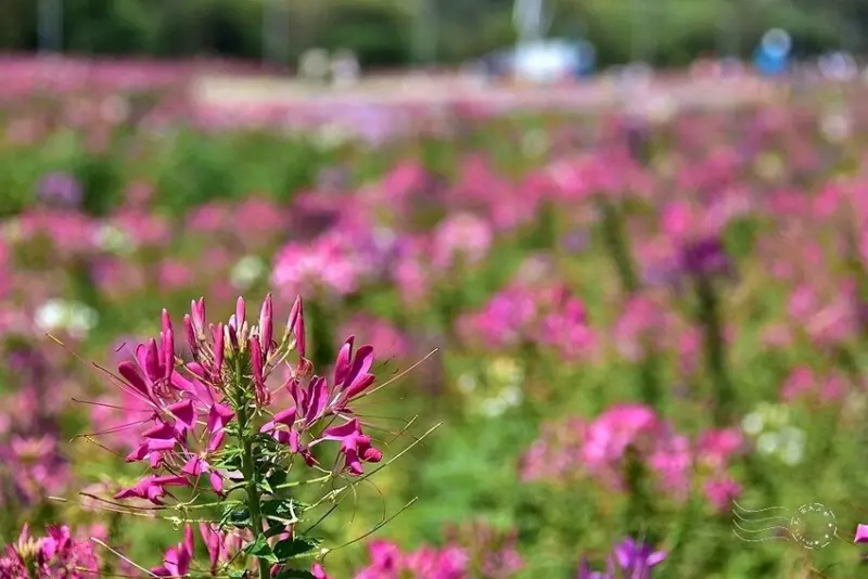 2025古亭河濱公園花海:醉蝶花