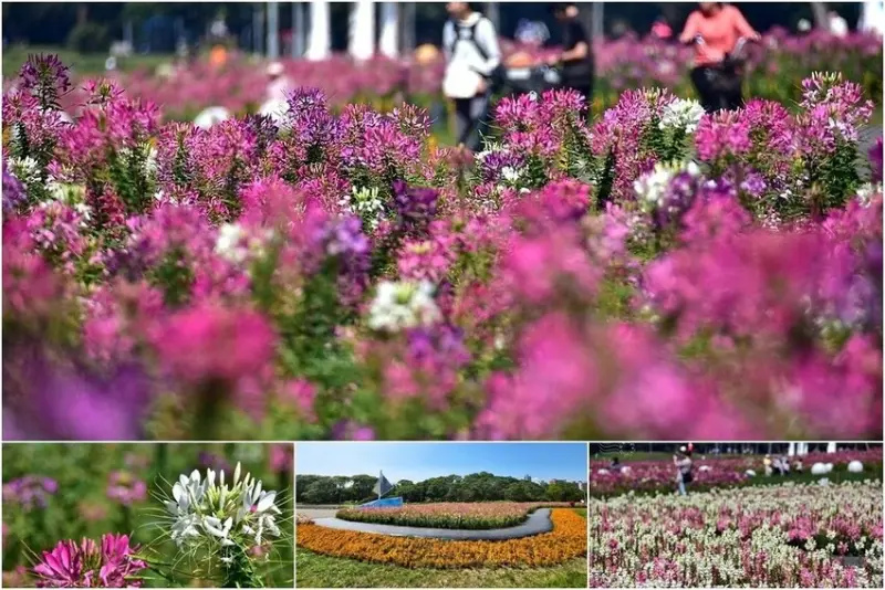 2025古亭河濱公園花海