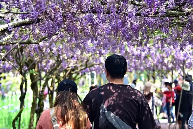 淡水紫藤花園 紫藤花
