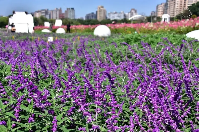 2025古亭河濱公園花海:巴西鼠尾草