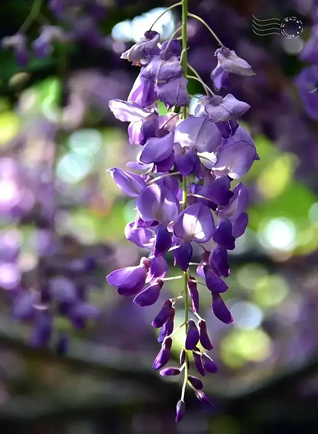 紫藤花
