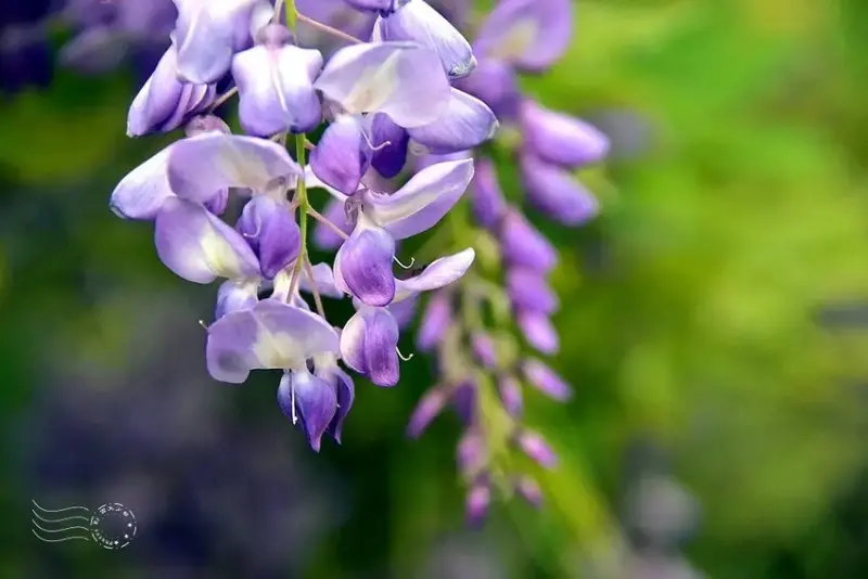淡水紫藤花園 樹形紫藤花