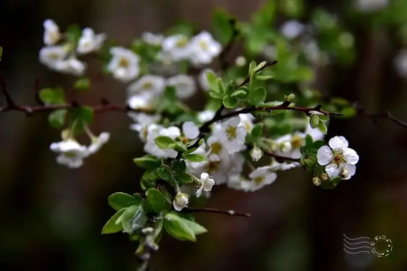雪霸國家公園:笑靨花