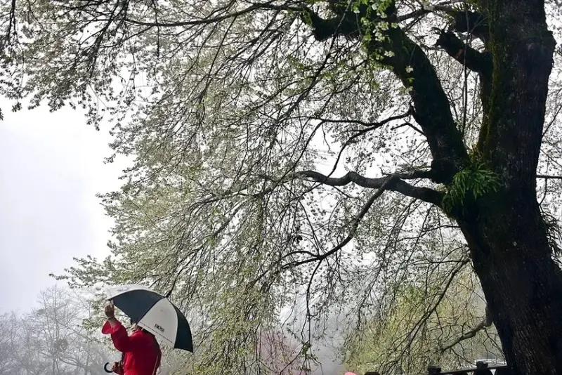 觀霧【霧社櫻王】