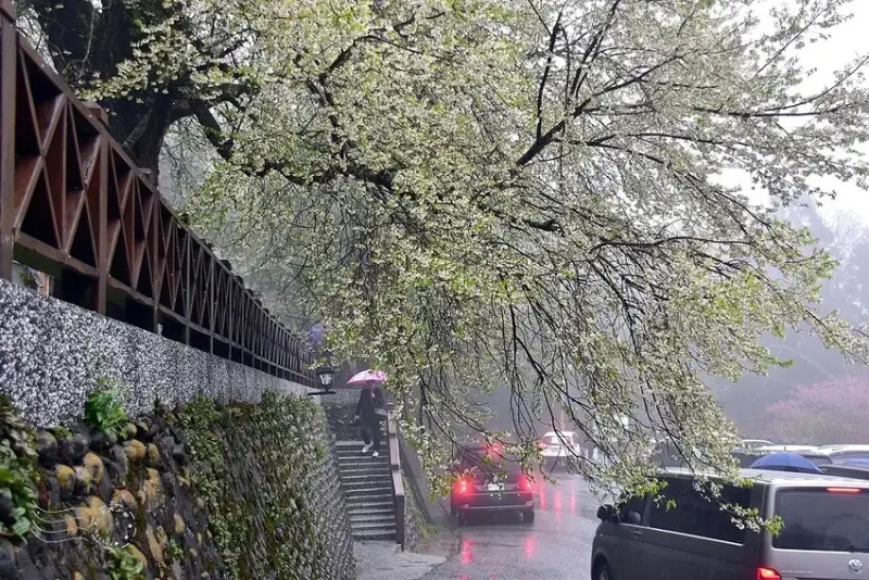 觀霧【霧社櫻王】