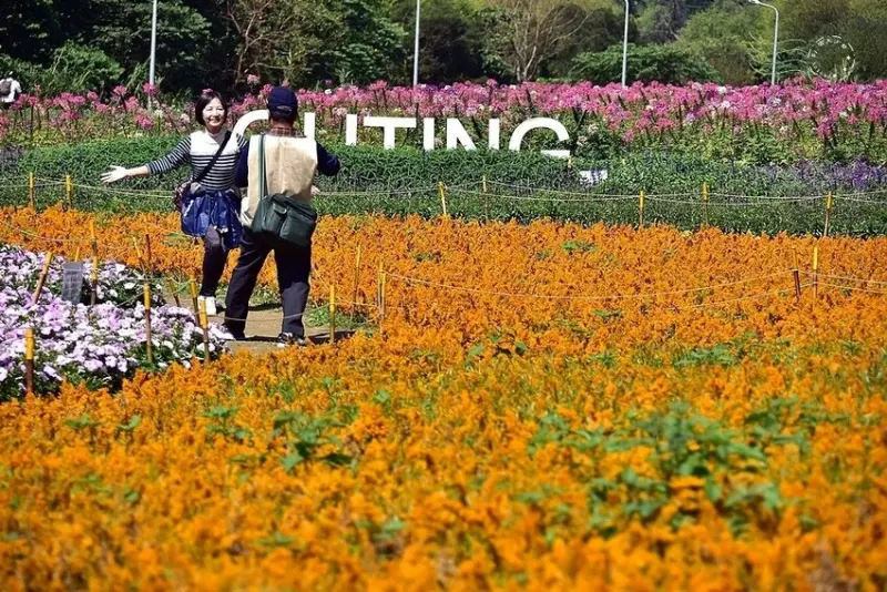 2025古亭河濱公園花海