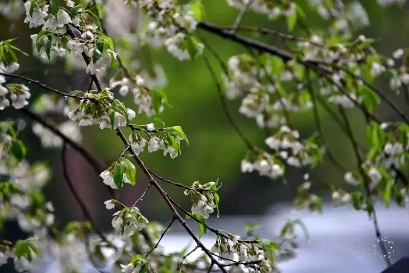 觀霧【霧社櫻王】