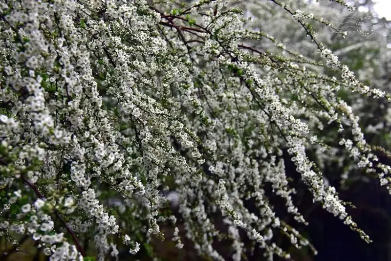 雪霸國家公園:笑靨花