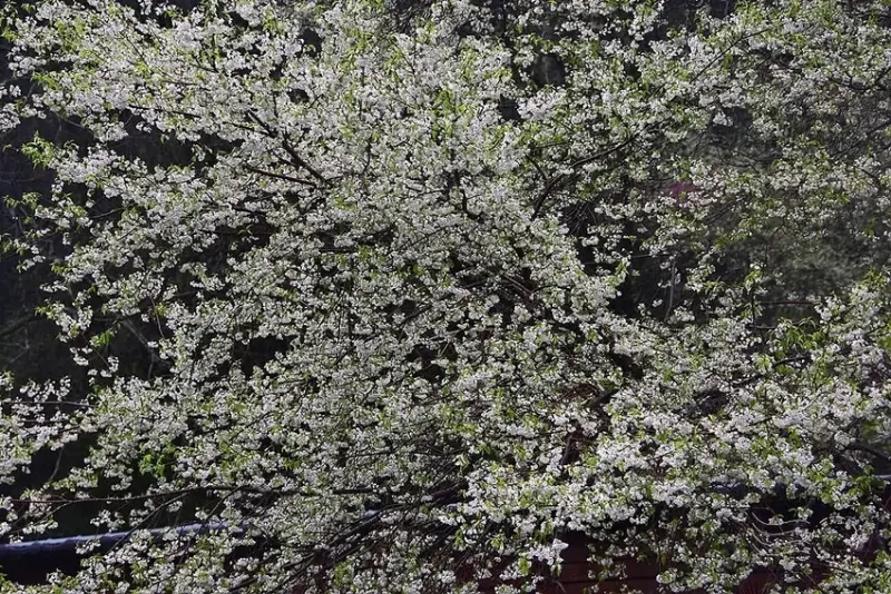 觀霧【霧社櫻王】