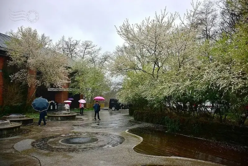 雪霸國家公園:笑靨花