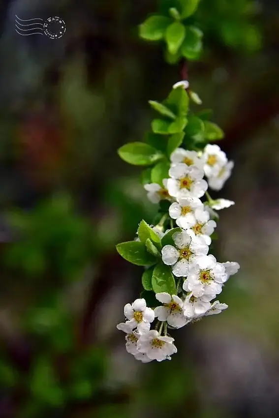 雪霸國家公園:笑靨花