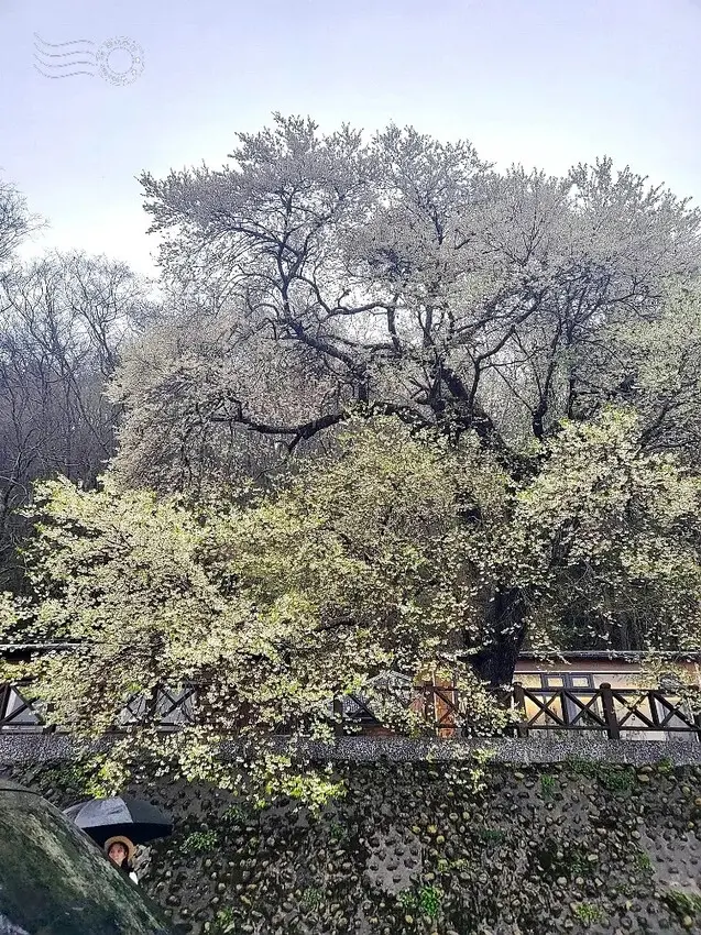 觀霧【霧社櫻王】