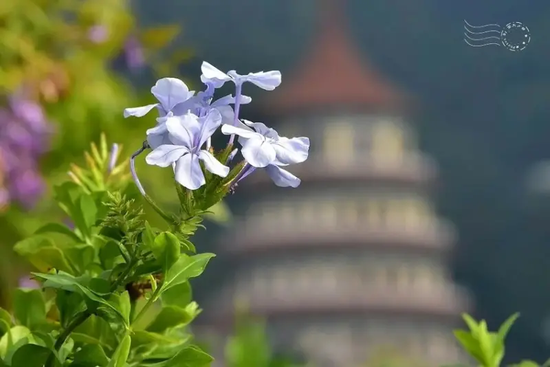 淡水紫藤花園 藍雪