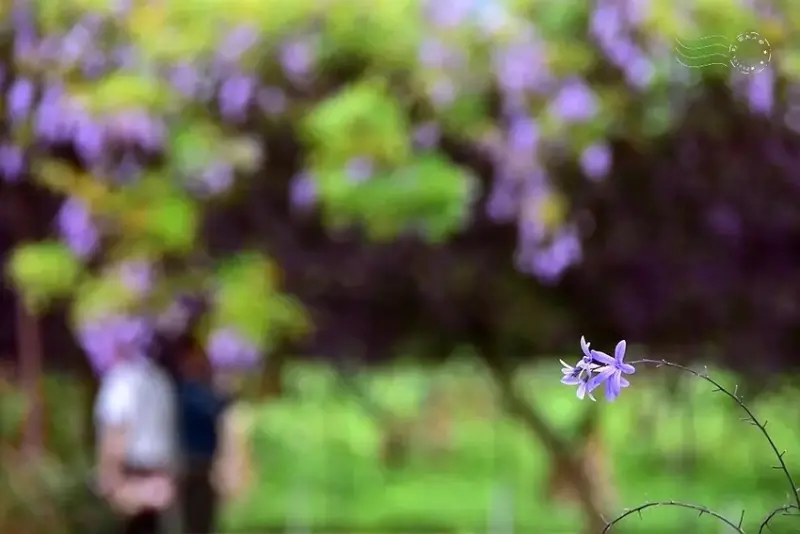 淡水紫藤花園 錫葉藤