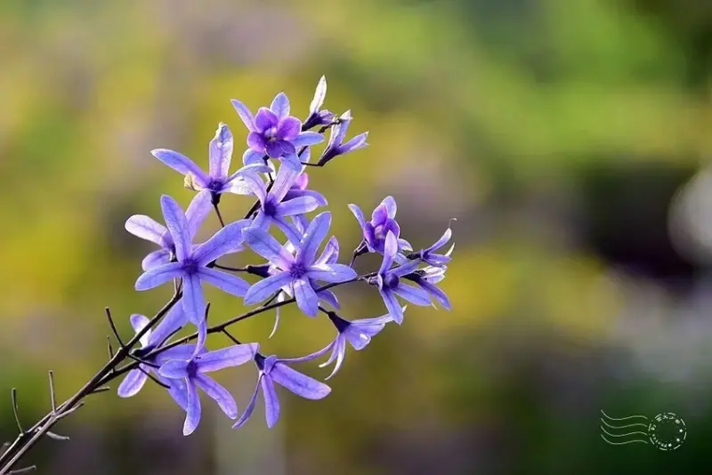 淡水紫藤花園 錫葉藤