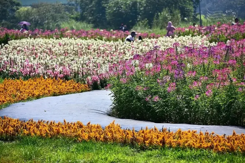 2025古亭河濱公園花海