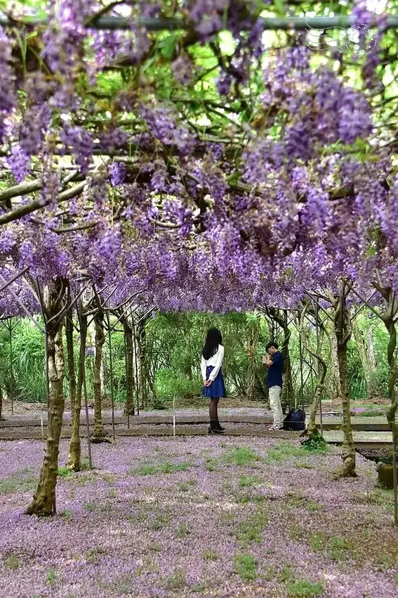 淡水紫藤花園 紫藤花