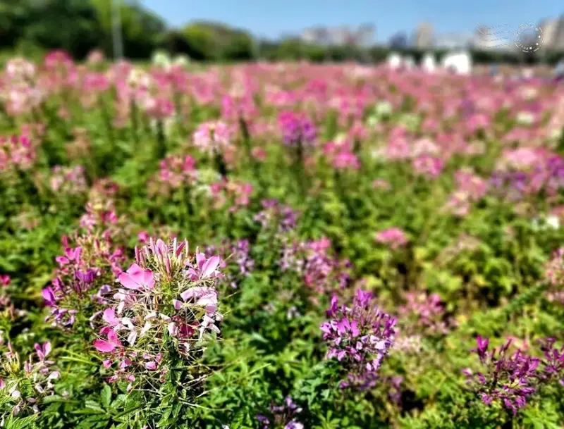 2025古亭河濱公園花海:醉蝶花