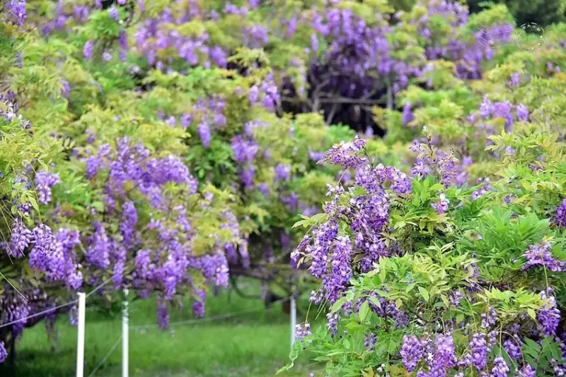 淡水紫藤花園 樹形紫藤花