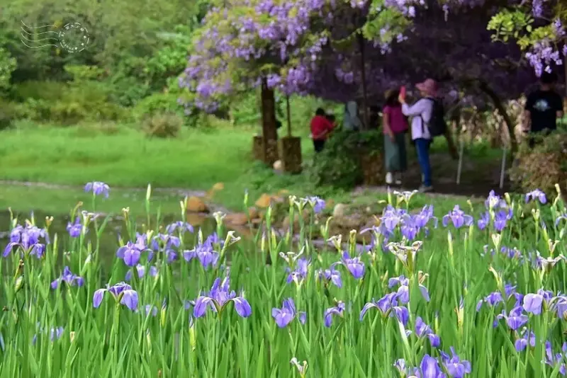 淡水紫藤花園 水池倒影區