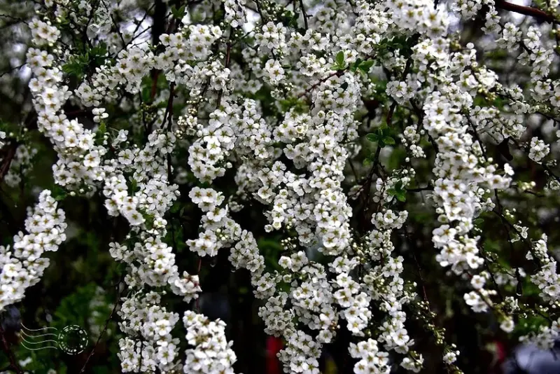 雪霸國家公園:笑靨花