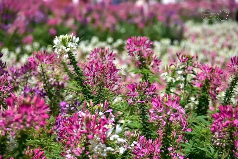 2025古亭河濱公園花海:醉蝶花