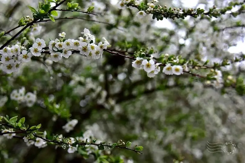 雪霸國家公園:笑靨花