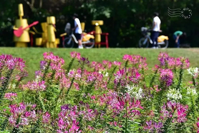 2025古亭河濱公園花海:醉蝶花