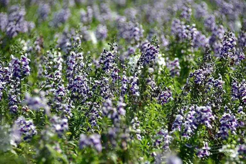 2025古亭河濱公園花海:天使花