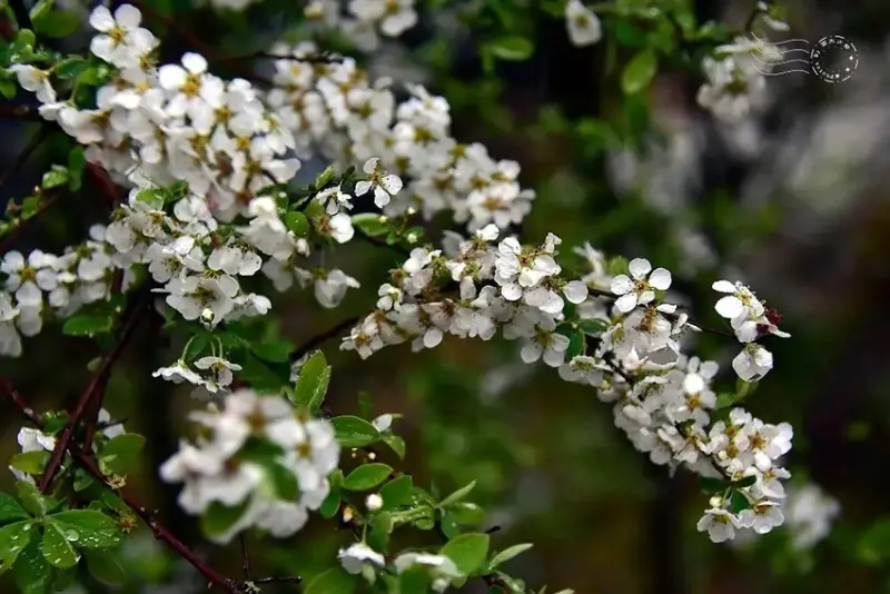 雪霸國家公園:笑靨花