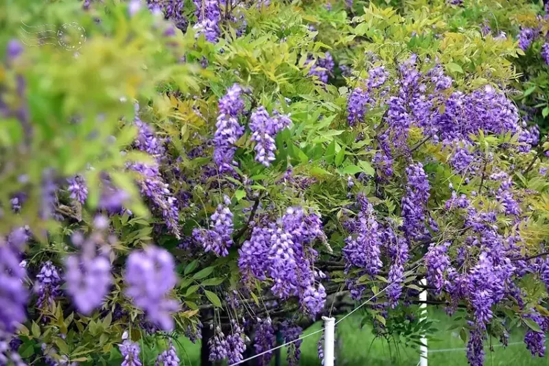 淡水紫藤花園 樹形紫藤花