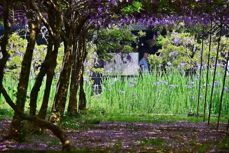 淡水紫藤花園 紫藤花