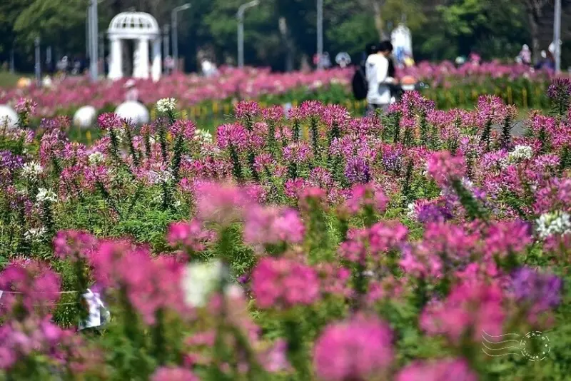 2025古亭河濱公園花海:醉蝶花