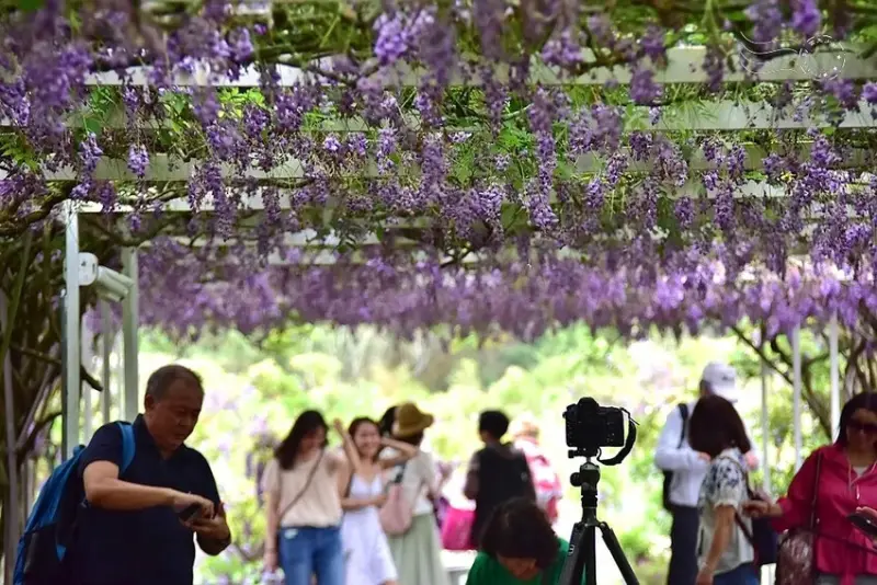 淡水紫藤花園