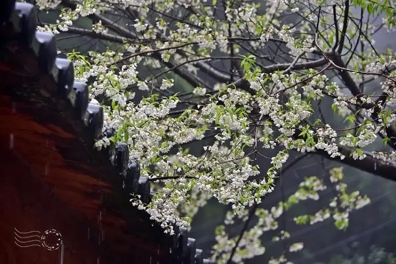 觀霧【霧社櫻】