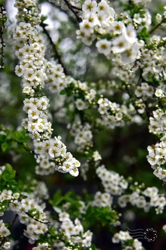 雪霸國家公園:笑靨花