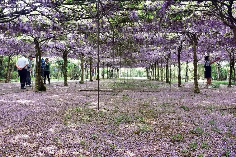 淡水紫藤花園
