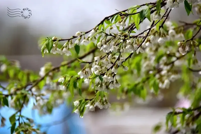 觀霧【霧社櫻王】