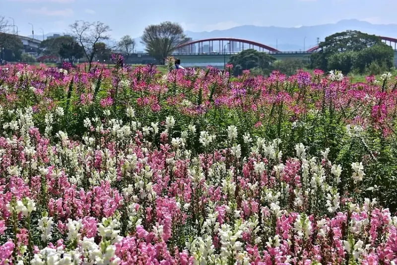 2025古亭河濱公園花海:金魚草