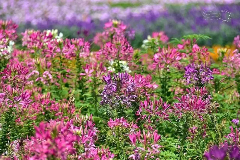 2025古亭河濱公園花海:醉蝶花