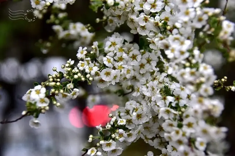 雪霸國家公園:笑靨花