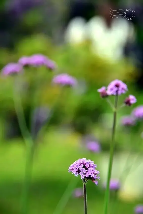 淡水紫藤花園 美女櫻