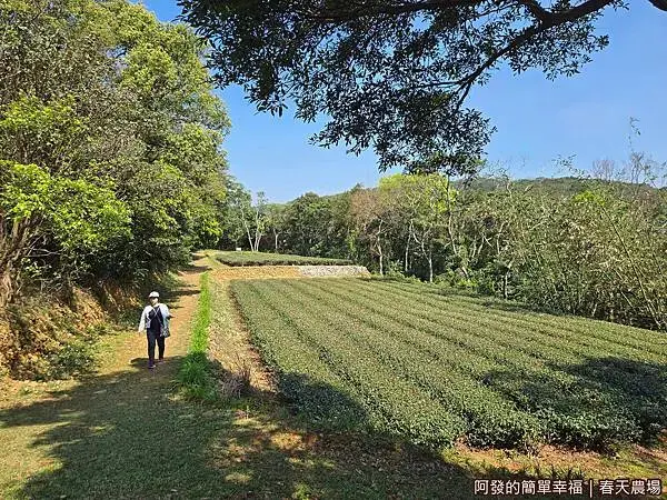 春天農場19-秘境有機茶園.jpg