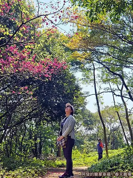 春天農場17-櫻花綠蔭步道.jpg